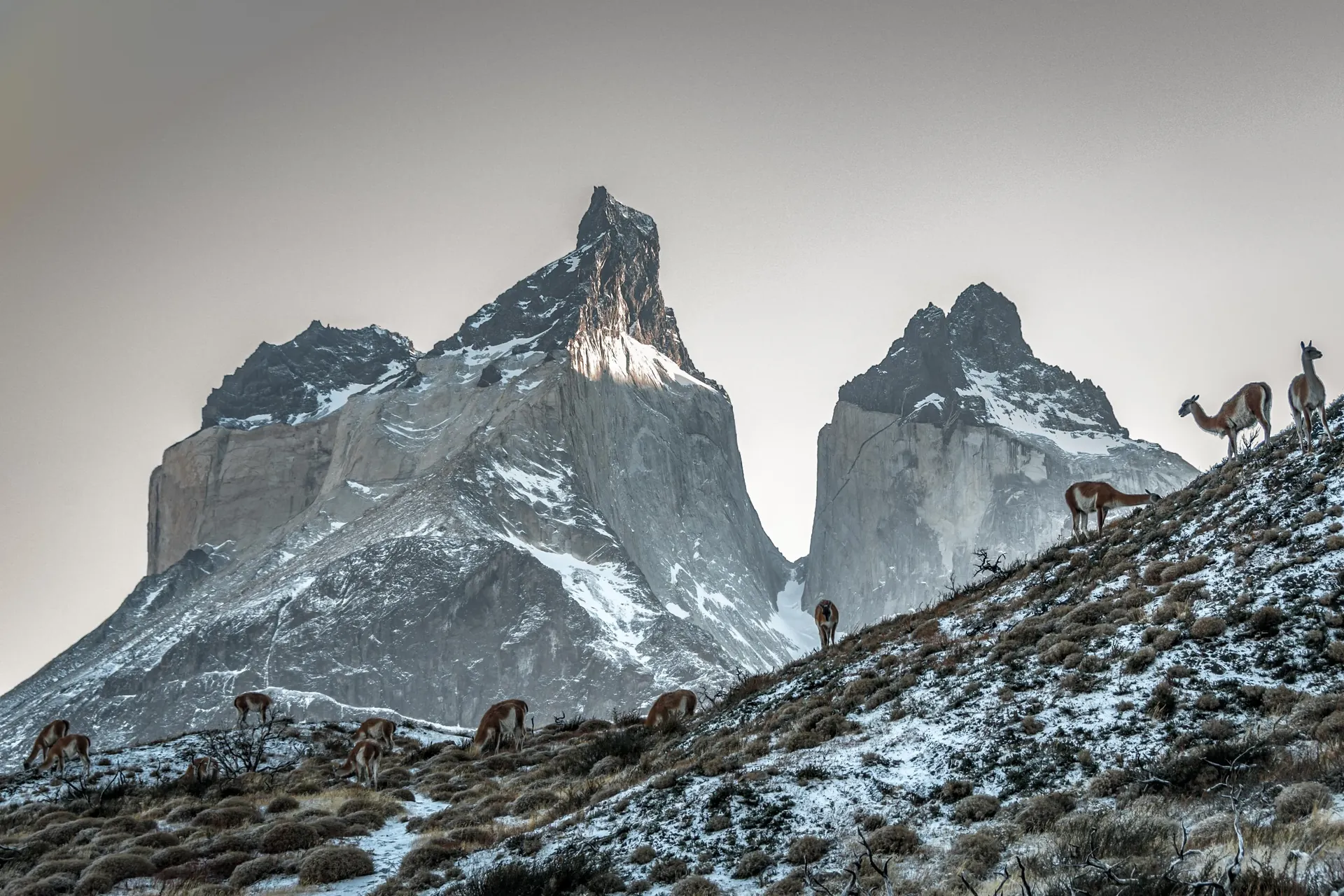 Avistamiento<br><span>de Fauna</span> Chile