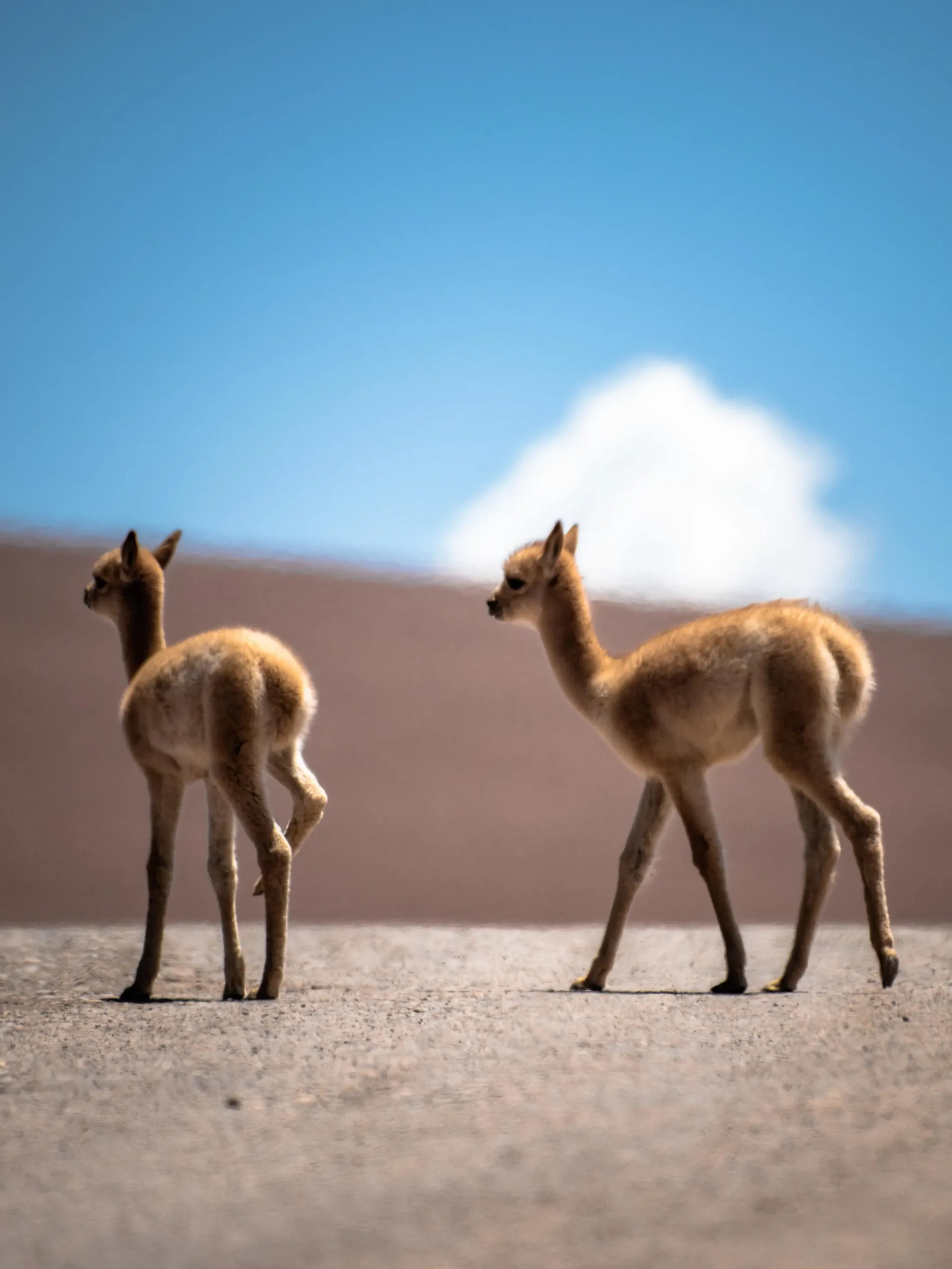 Atacama