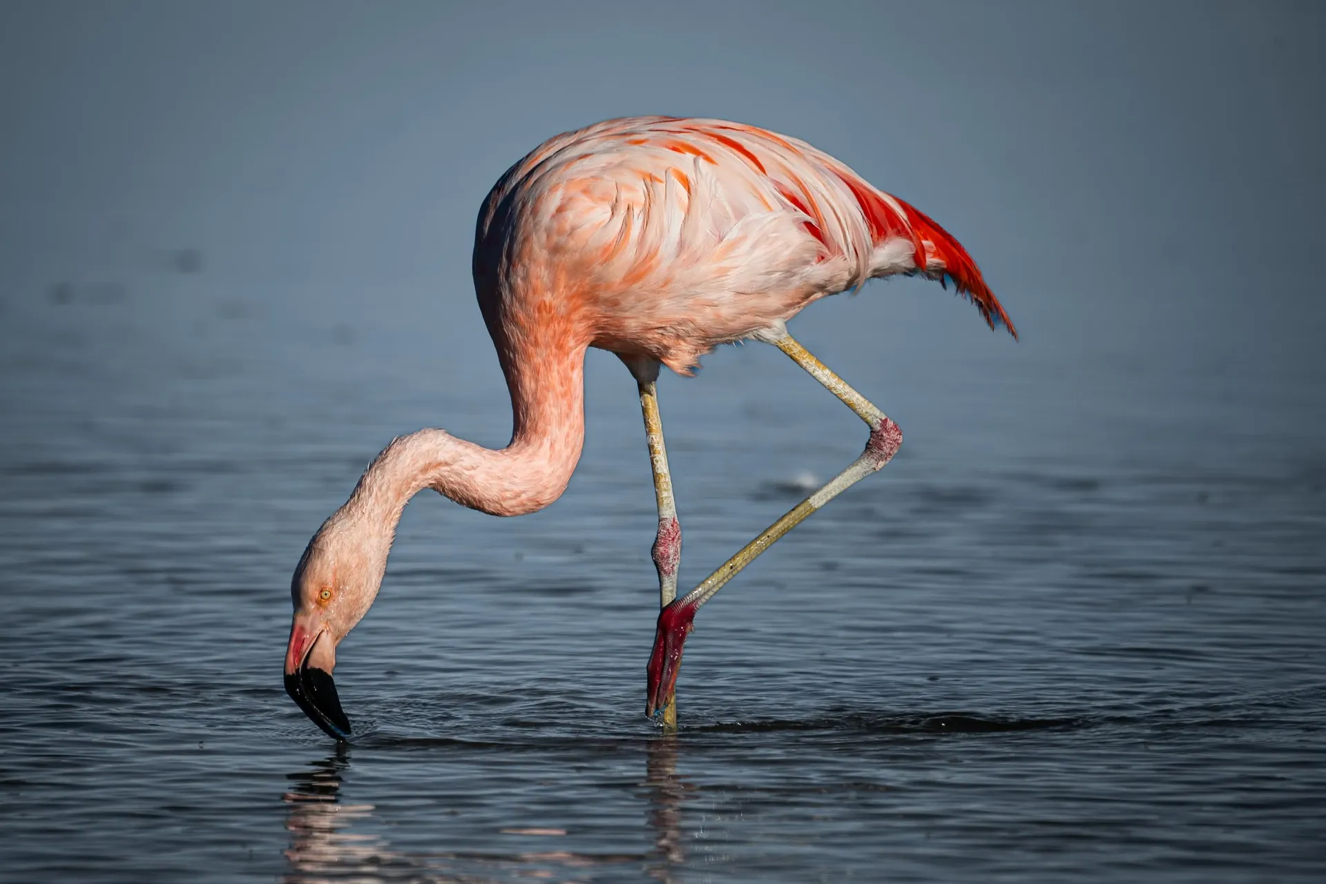 Un país de<br>fauna única.