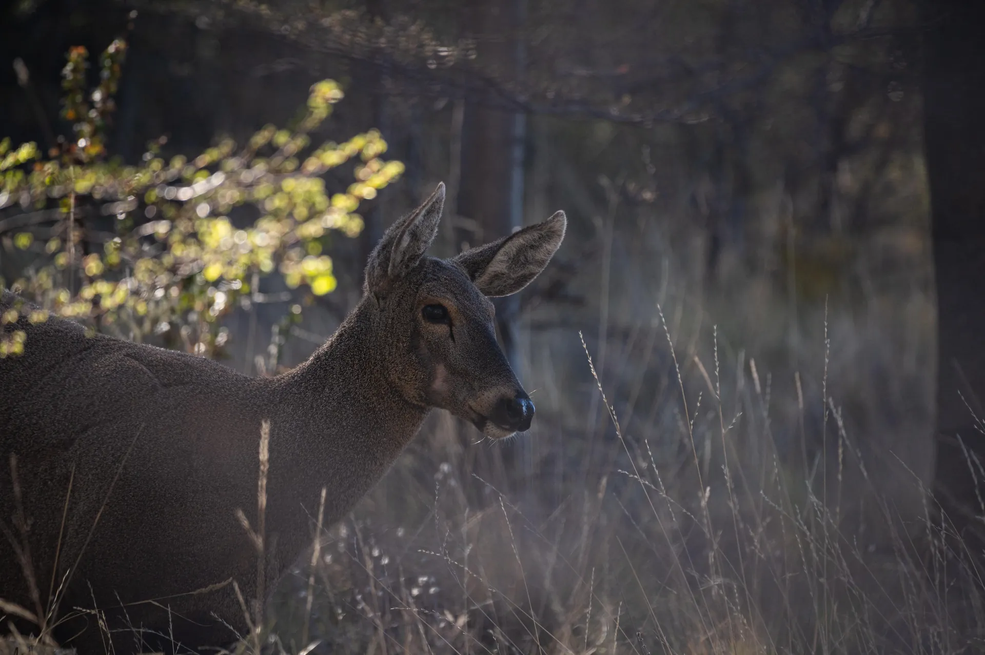 Fauna