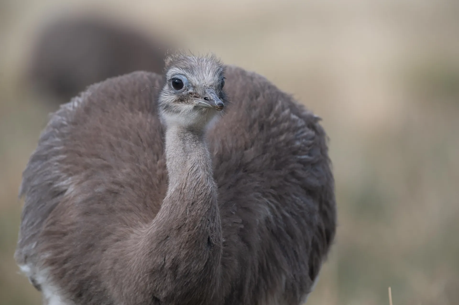 Avistamiento<br><span>de Fauna</span> Chile